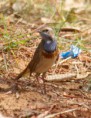 /album/some-overseas-trips/bluethroat-israel-march-2006-jpg/
